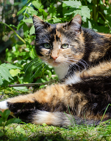 Frequentietherapie voor dieren