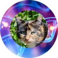 QFT voor dieren QFT voor dieren